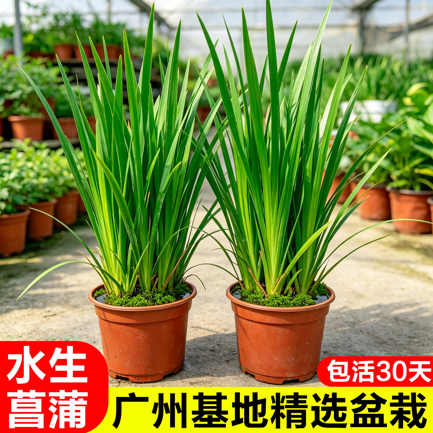菖蒲草水培室内植物好养桌面绿植鱼龟缸水养花草植物水竹四季常青图片