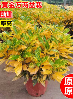 黄金万两室内阳台四季招财绿植