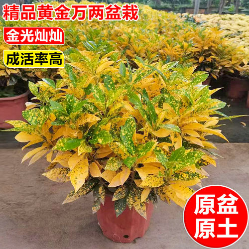 黄金万两室内阳台四季招财绿植