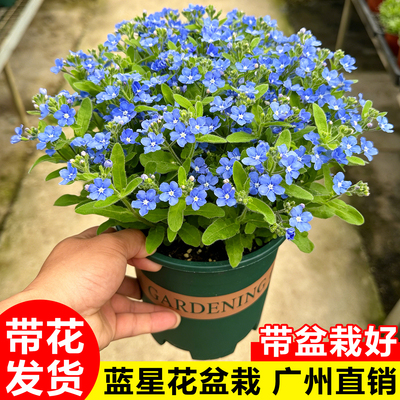 蓝星花盆栽带花大苗阳台庭院四季开垂吊花卉植物蓝雪花苗耐热好养