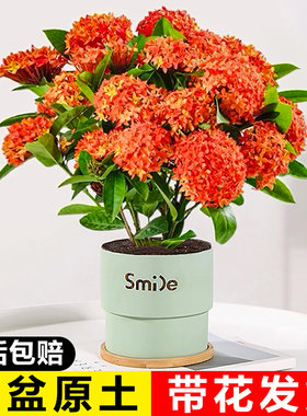 龙船花带花苞百日红老桩大苗绣球