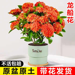 龙船花带花苞盆栽百日红老桩大苗绣球阳台庭院户外景观绿化禄植物