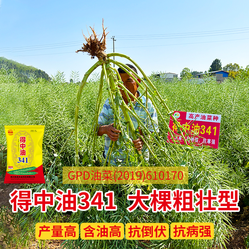 油菜種子抗倒伏優質顆粒飽滿