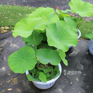 碗莲睡莲花盆景多年生莲藕花卉绿植物上海送货上门 荷花盆栽带花