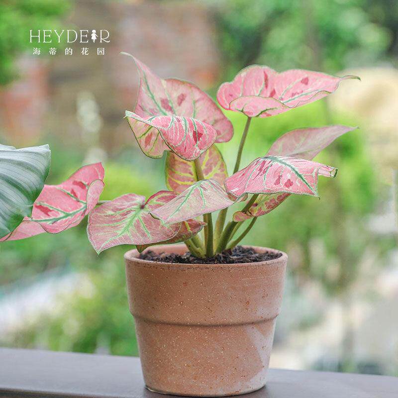 海蒂的花园彩叶芋盆栽室内桌面彩色绿植草莓之心观叶五彩绿叶植物