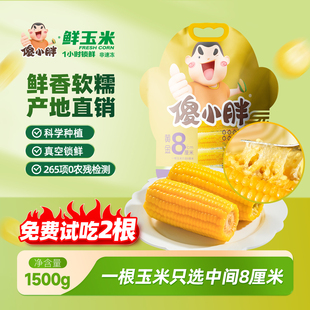 傻小胖2026内蒙古黄糯玉米新鲜软糯香甜代餐粘黏苞米段真空包装