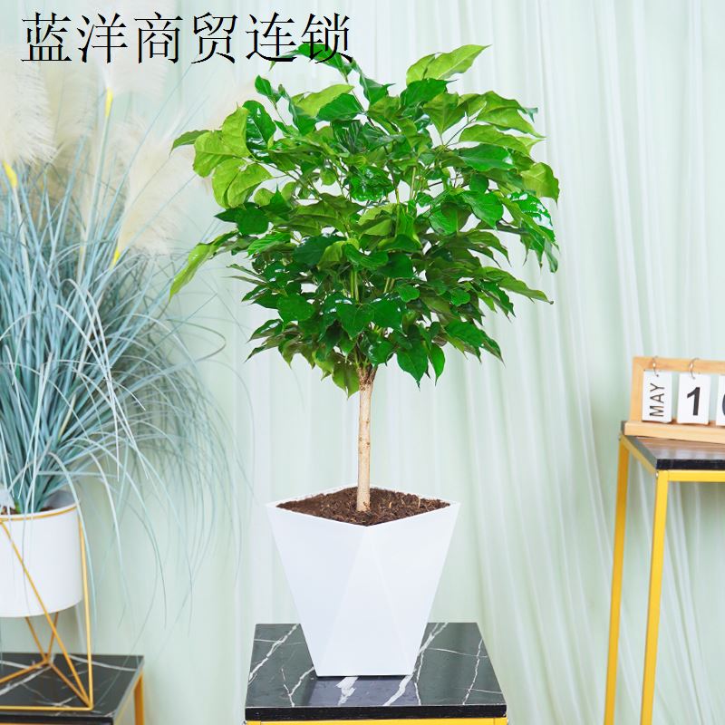 棒棒糖幸福树老桩独杆幸福树绿宝盆栽净化空气大棵客厅办公室P
