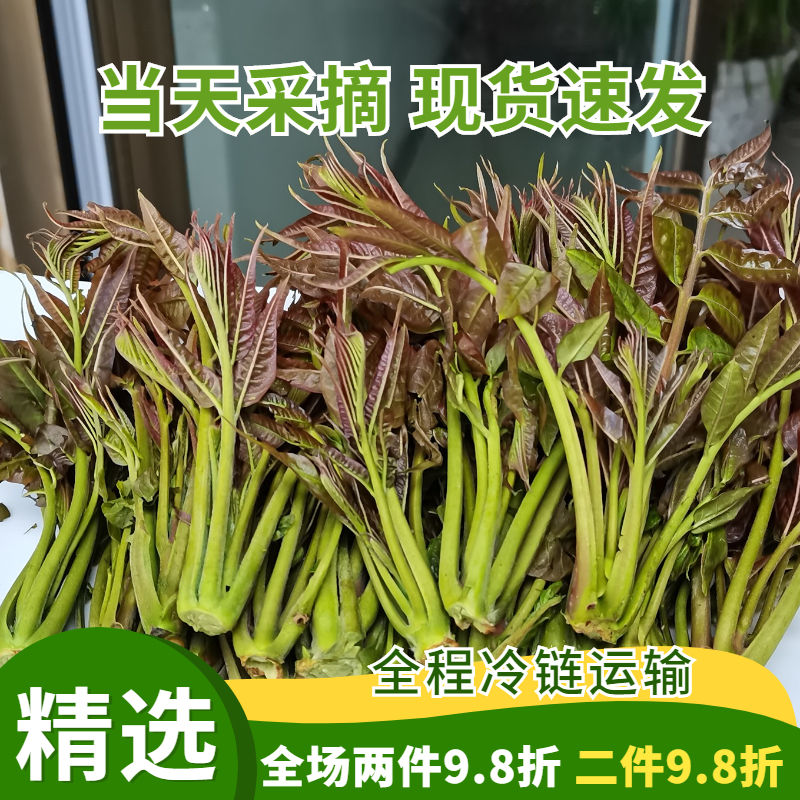 香椿芽新鲜采摘蔬菜头茬春天菜云南四季红油香椿芽嫩芽纯露天