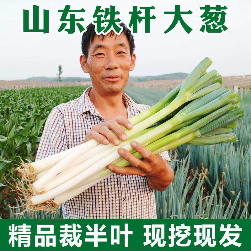 山东大葱新鲜5斤铁杆去叶特产大葱10斤蔬菜非章丘带皮易储存