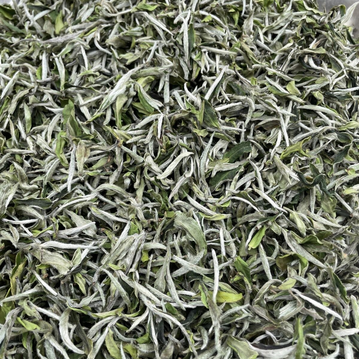 2026年福鼎白茶特级牡丹王高山白茶首采花香白茶毫香散装半斤一斤