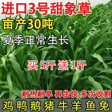 牧草种子高产多年生甜象草牧草