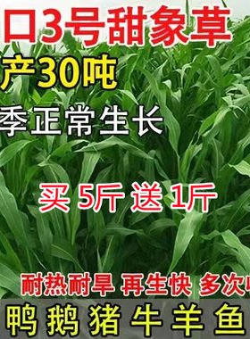牧草种子高产多年生甜象草牧草