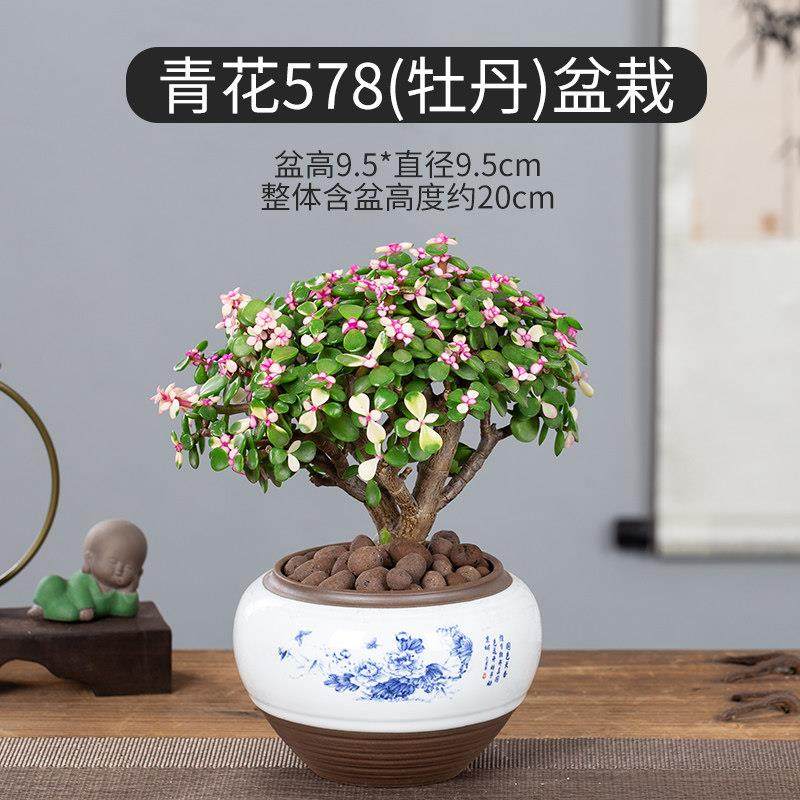 金枝玉叶盆栽造型多肉植物稀有品种肉肉室内花卉老桩雅乐之舞新品