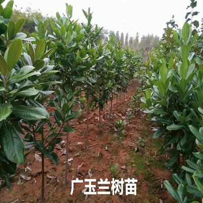 四玉兰树苗大花i广玉兰荷花玉兰苗广季方青行道树南北常绿化工程