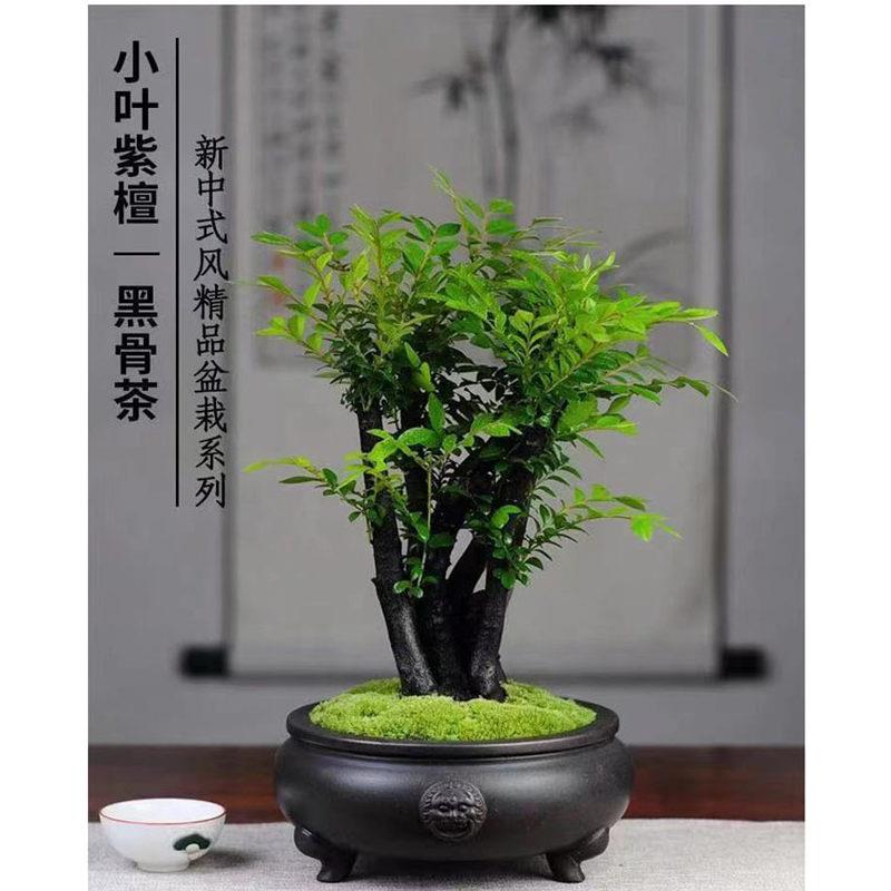 小叶檀香紫檀树桩盆景办公桌面净化空气吸甲醛四季常青植物黑骨茶