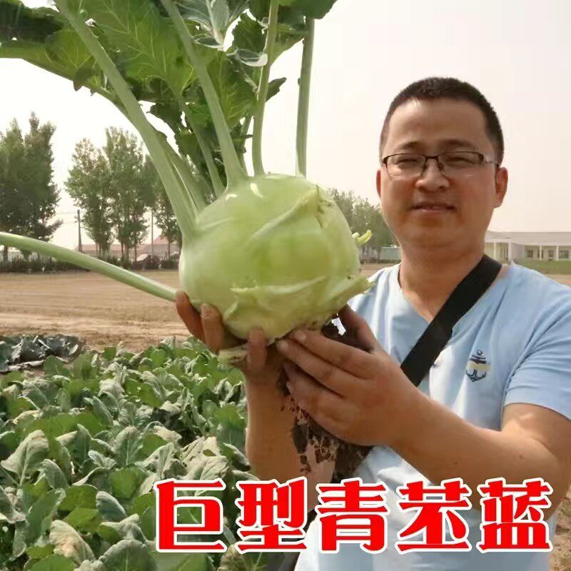 巨型丕兰种子四季水果