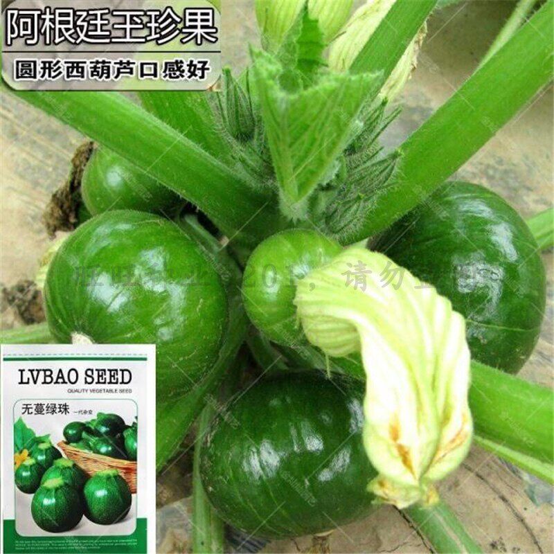 早熟高产四季西葫芦种子