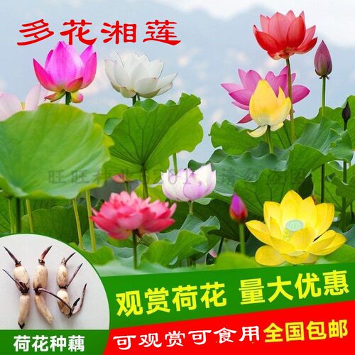 种子池塘莲藕已开口观赏荷花