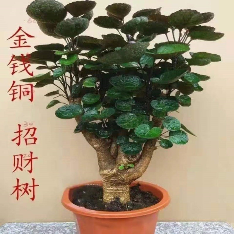 金钱兜盆栽钱多多植物盆栽家里盆栽植物适合搬新家的绿植发财树桩