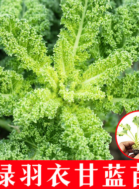 进口鲜食绿色羽衣甘蓝秧苗耐寒高产秧苗观赏食用超级蔬菜阳台盆栽