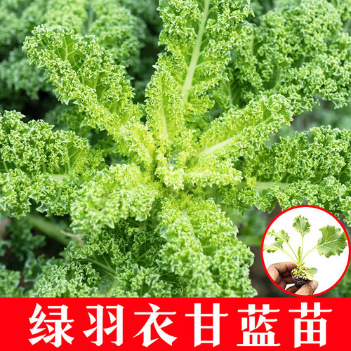 进口鲜食绿色羽衣甘蓝秧苗耐寒高产秧苗观赏食用超级蔬菜阳台盆栽