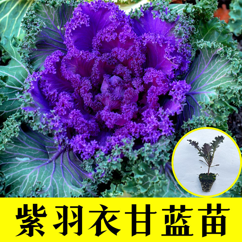 山东寿光紫色羽衣甘蓝秧苗可观赏食用超级蔬菜耐寒甘蓝苗阳台盆栽,鲜花速递/花卉仿真/绿植园艺,家庭园艺种子,淘宝优惠券,粉丝福利购,淘宝优惠卷