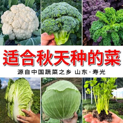 叶菜生菜秧适合秋天种蔬菜白菜苏州青甘蓝花菜西蓝花芹菜芥菜种子