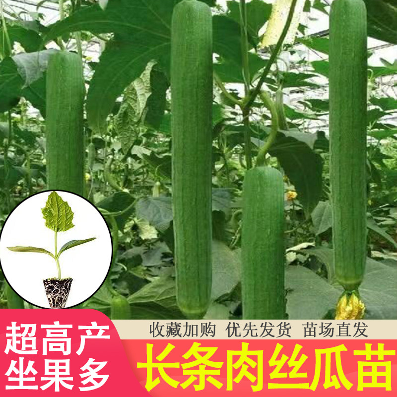 优质肉丝瓜秧苗种子大肉丝瓜苗八角棱丝瓜种籽秧苗四季蔬菜苗种孑,鲜花速递/花卉仿真/绿植园艺,家庭园艺种子,淘宝优惠券,粉丝福利购,淘宝优惠卷