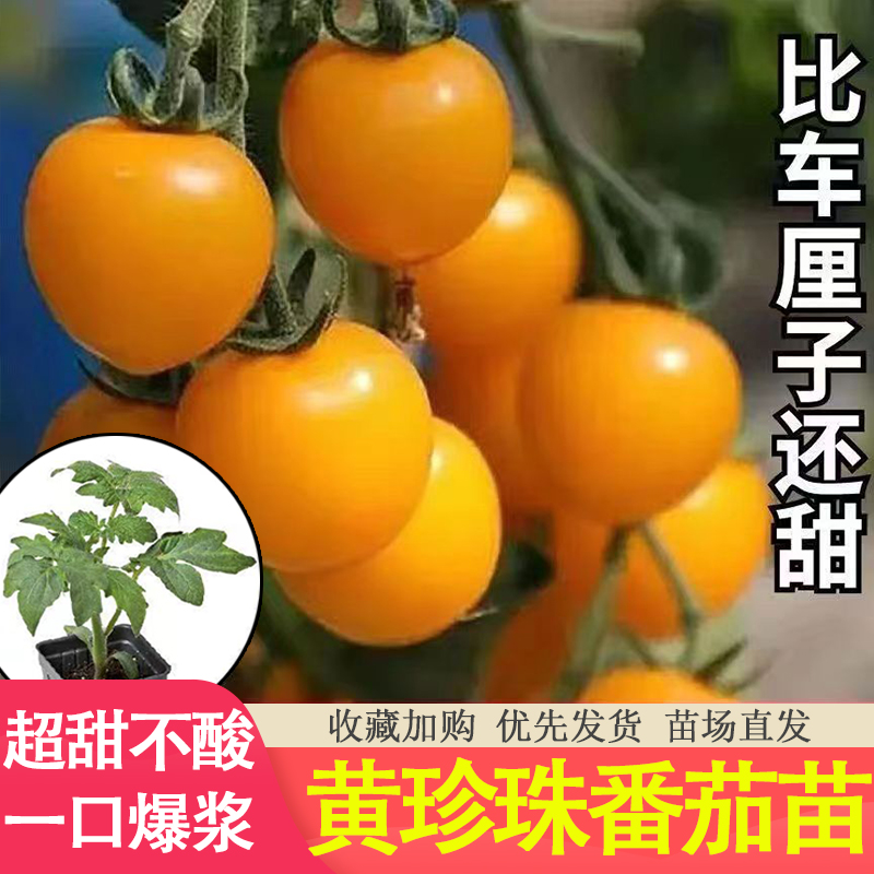 黄珍珠番茄苗红千禧番茄种籽