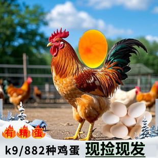 k9鸡种鸡蛋岗麻882受有精蛋肉鸡土鸡蛋快大型种鸡蛋新鲜破损包赔