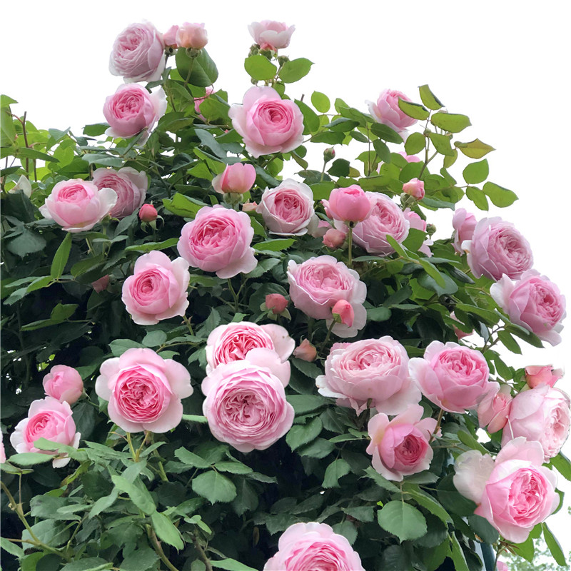 杰夫汉密尔顿/爬藤月季花苗好养多季开庭院型花园地栽花阳台盆栽