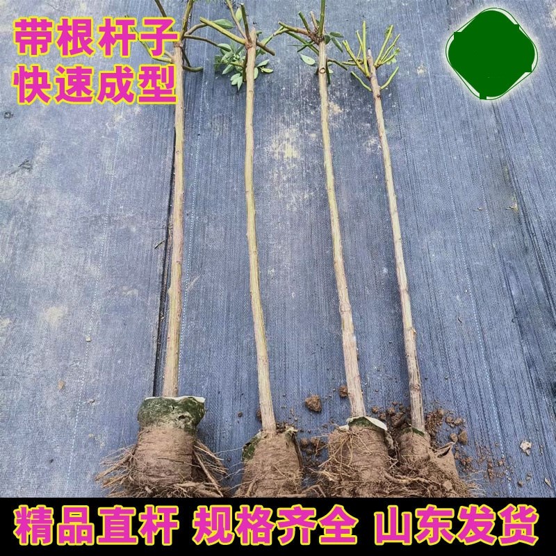 蔷薇嫁接杆带根无刺蔷薇杆子月季嫁接砧木棒棒糖嫁接杆树桩状提根