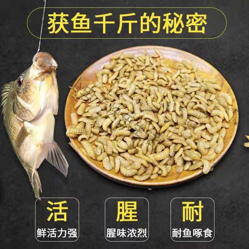 黑水虻活虫鱼饵翘嘴观赏鱼虾螃蟹龙虾诱饵料蚯蚓红虫卵干野钓通用,户外/登山/野营/旅行用品,台钓饵,淘宝优惠券,粉丝福利购,淘宝优惠卷