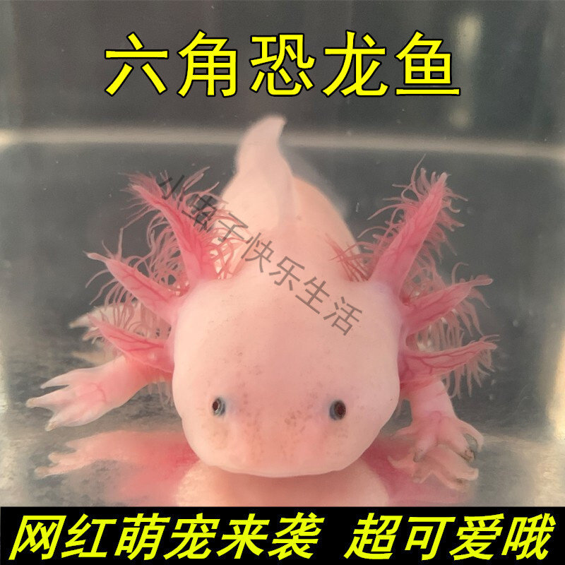 六角恐龙鱼冷水淡水鱼观赏鱼金鱼鱼