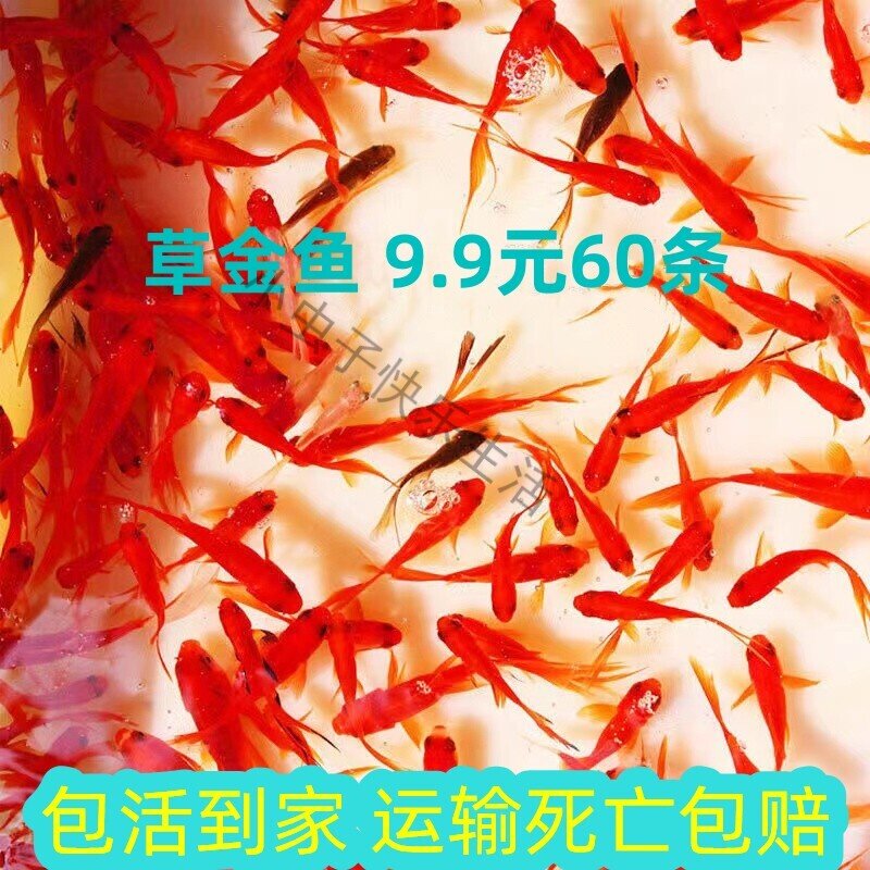 小金鱼活鱼草金鱼冷水锦鲤鱼红鲫鱼苗观赏好养耐活龙鱼龟活体饲料