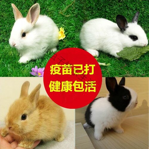 宠物兔子活物家兔茶杯兔长不大侏儒兔小型家养肉兔垂耳小白兔活体