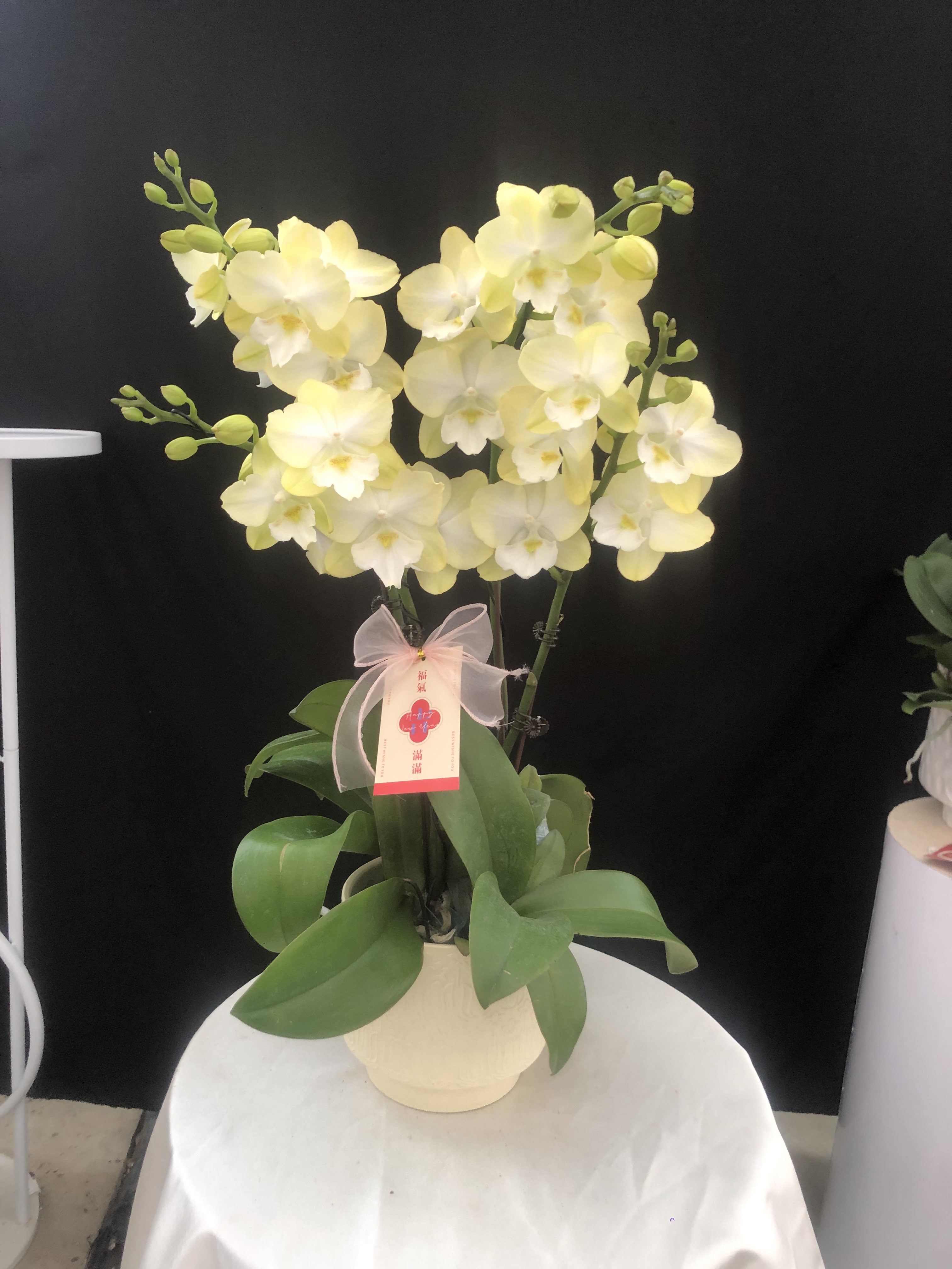 清新淡雅颜值高，高货贵货（大舌玉兔）2颗4花剑带陶瓷盆