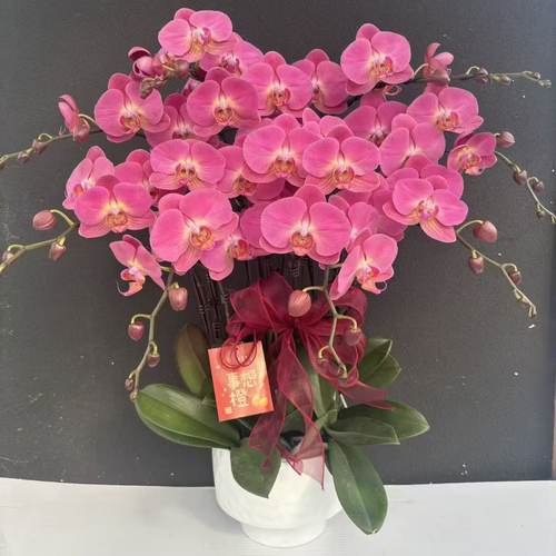 （香橙美人）蝴蝶兰艺术组盆鲜花摆设高端花卉