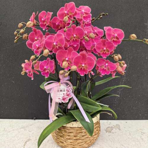 （花木兰）稀有品种蝴蝶兰鲜花摆设高端花卉