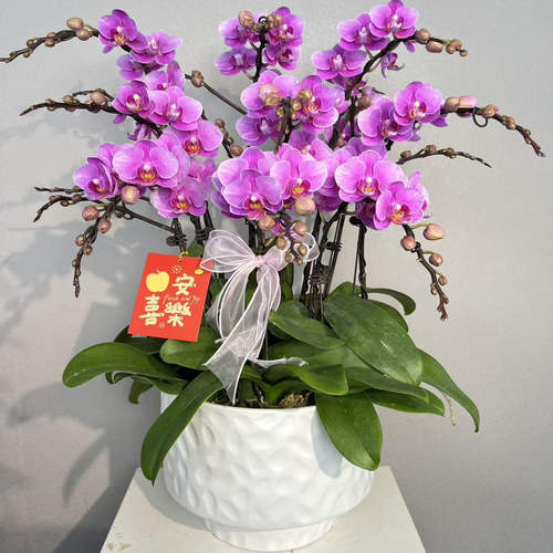 （骄阳公主）蝴蝶兰艺术组盆鲜花摆设高端花卉