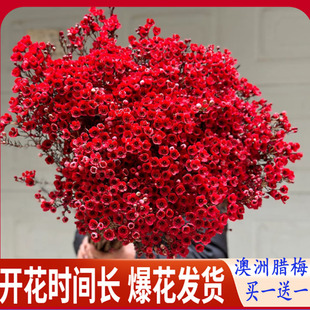 澳洲腊梅鲜花新款 云南基地直发过年宵鲜切花水养培植物家居花卉