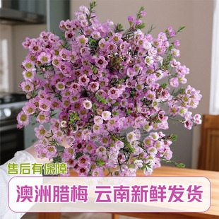 澳洲腊梅鲜花年宵花云南基地直发鲜切花水养客厅室内花卉水培插花