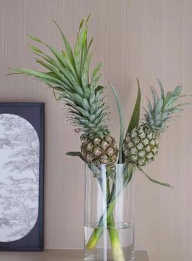 带杆水培绿色小菠萝黑凤梨可食用长花期创意水养植物云南直发