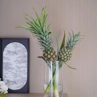 带杆水培绿色小菠萝黑凤梨可食用长花期创意水养植物云南直发