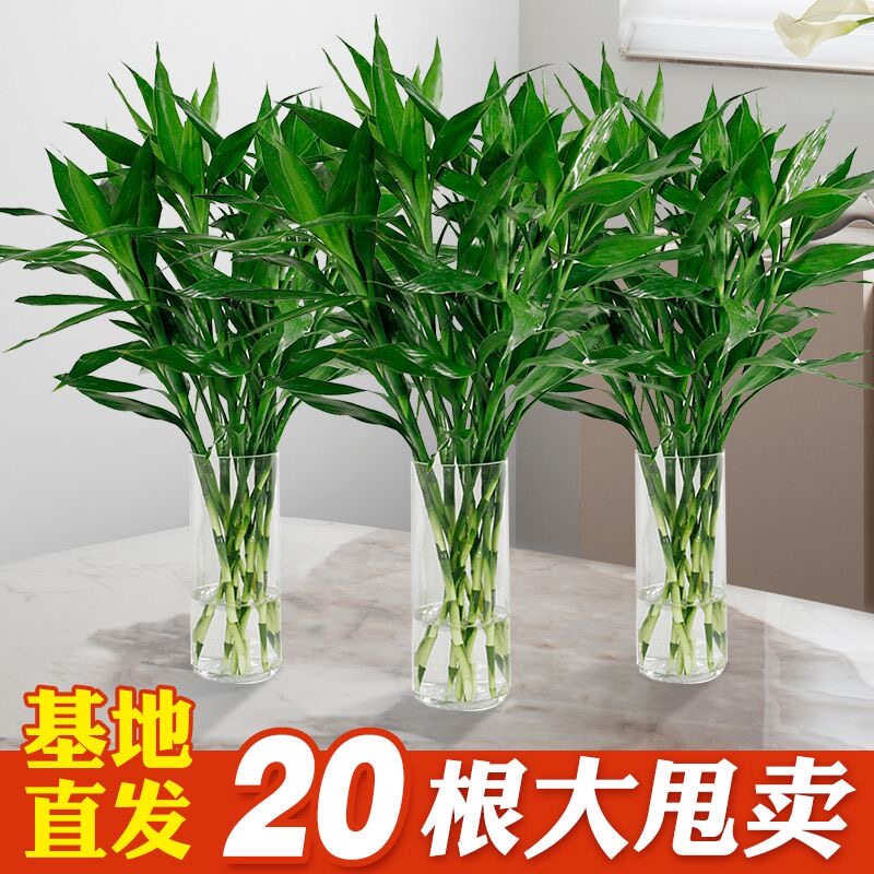 招财富贵竹水养植物节节高升