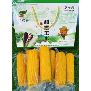 黑龙江勃利县东北老勃奋斗村甜糯玉米8棒/箱 包装随机发