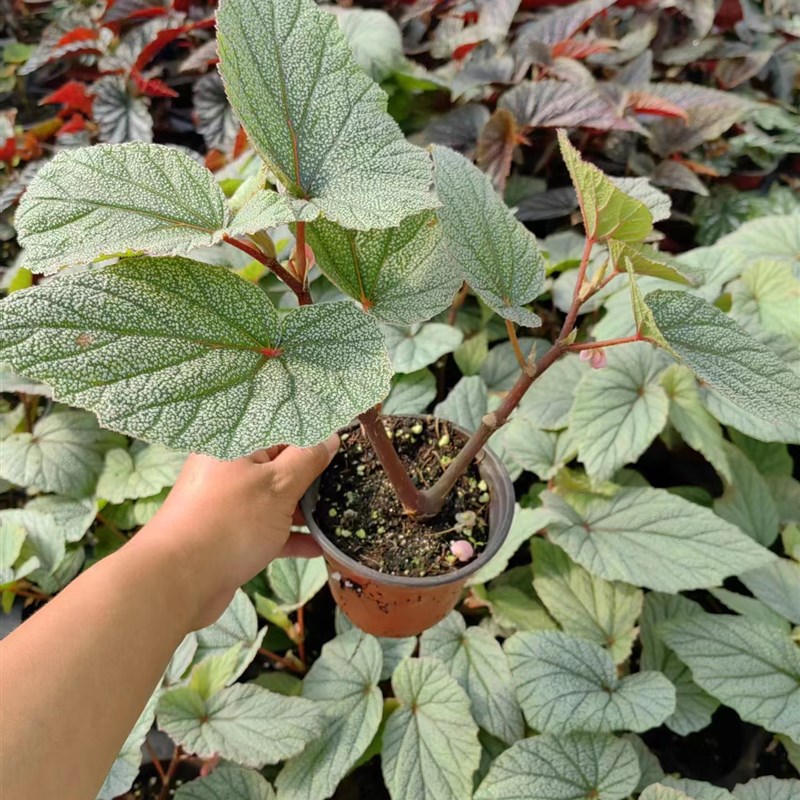 辛巴达秋海棠盆栽 竹节类 室内彩叶芋海芋海棠花观叶水培植物热植