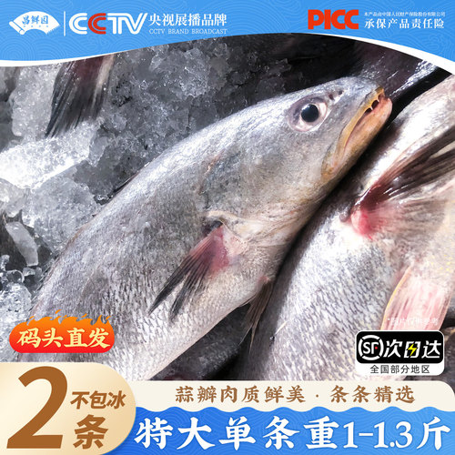 【单条1-1.3斤】舟山海捕米鱼2斤
