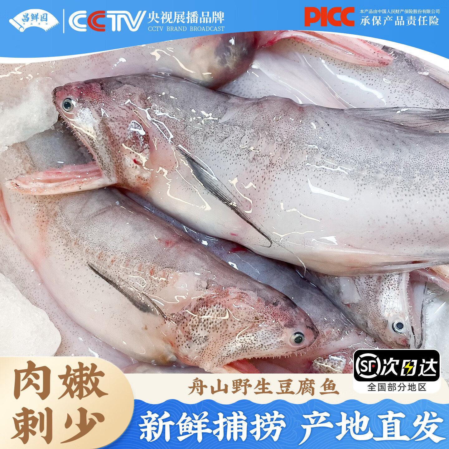 舟山龙头鱼新鲜野生豆腐鱼鲜活九肚鱼冷冻丝丁鱼水潺海鲜水产顺丰