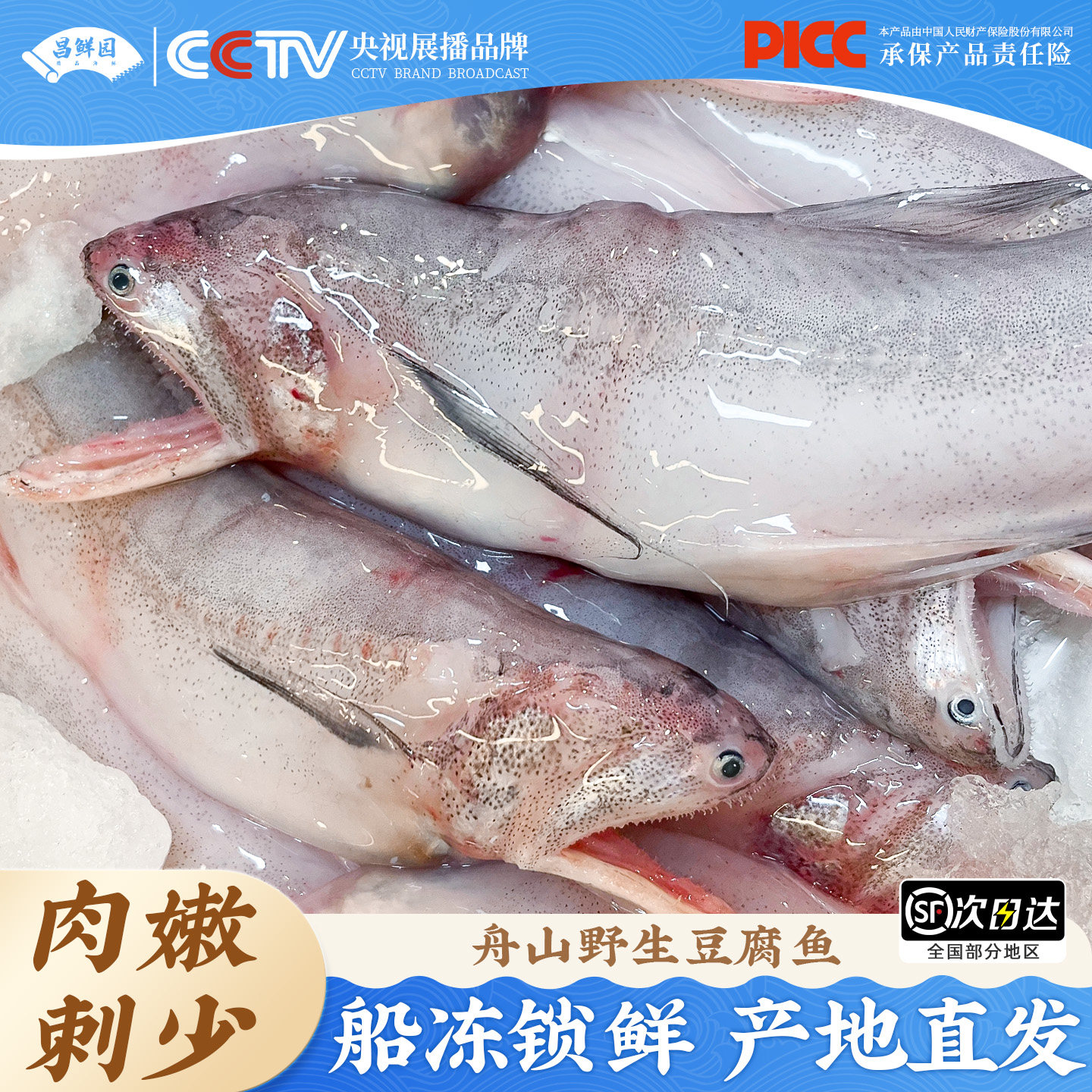 舟山龙头鱼新鲜野生豆腐鱼鲜活九肚鱼冷冻丝丁鱼水潺海鲜水产顺丰